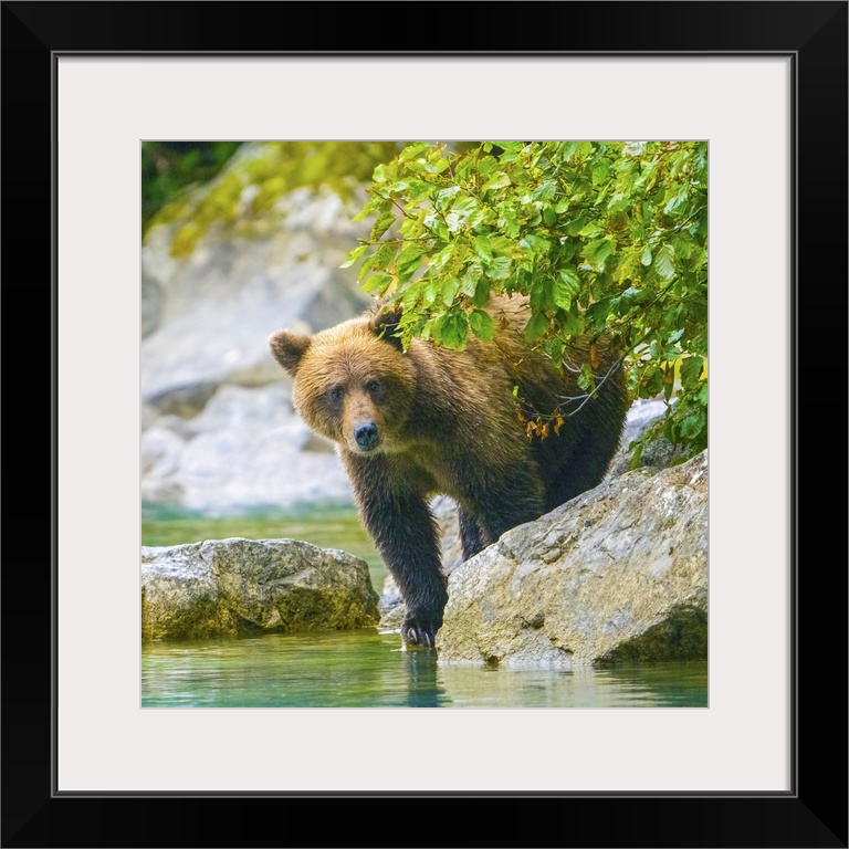 Alaska, Lake Clark, Grizzly Bear Walks Along The Shoreline Among The Boulders