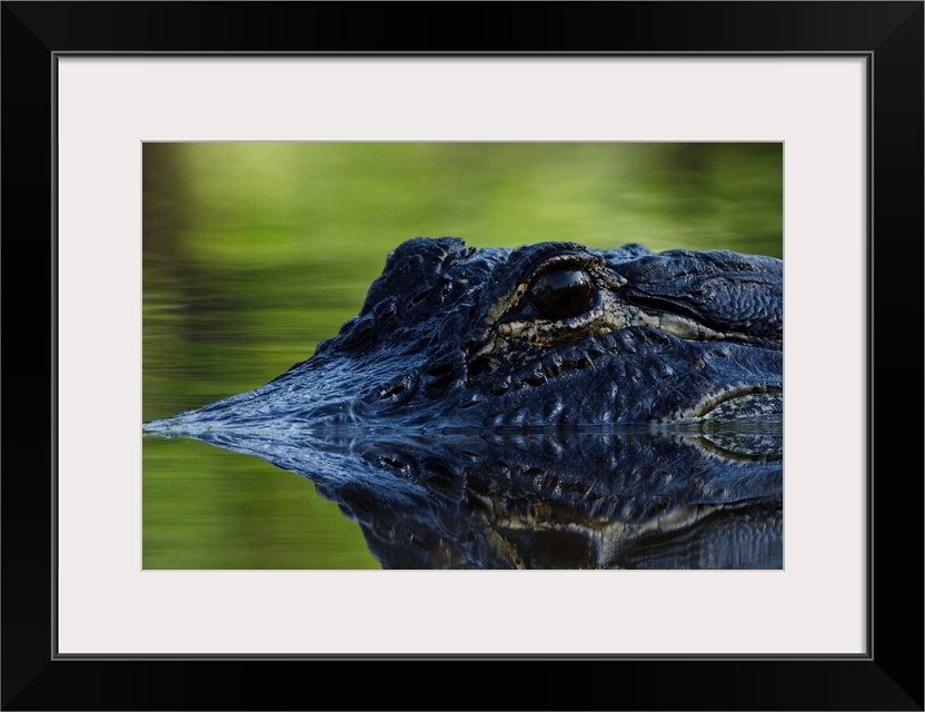 American alligator (Alligator mississippiensis), Okefenokee National Wildlife Refuge, Florida, USA.