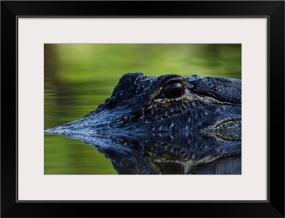 American alligator, Okefenokee National Wildlife Refuge, Florida