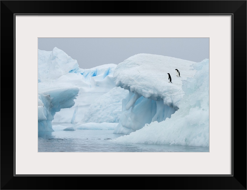 Antarctica, Vega Island, aka Devil Island. Adelie penguins on blue iceberg.