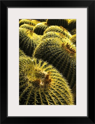 Apache Junction, Arizona, USA, Cactus