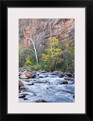 Arizona, Oak Creek Canyon and trees with fall color