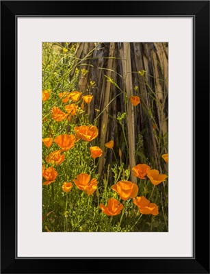 Arizona, Peridot Mesa, California Poppies In Bloom