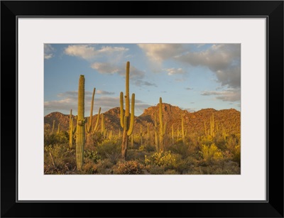 Arizona, Saguaro National Park. Desert landscape