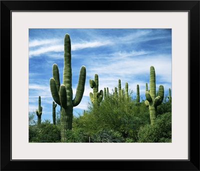 Arizona, Saguaro National Park, Saguaro cacti
