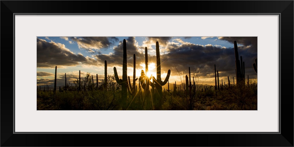 USA, Arizona, Tucson, Saguaro National Park, Tucson Mountain District