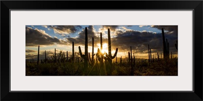 Arizona, Tucson, Saguaro National Park, Tucson Mountain District