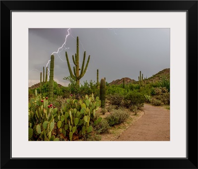 Arizona, Tucson, Saguaro National Park West, Lightning
