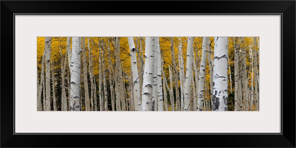 Aspen tree trunks and leaves blend in this autumn image, Rocky Mountains, Colorado, USA.