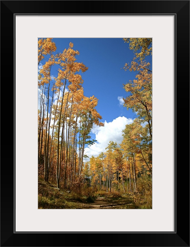 Santa Fe, New Mexico, United States. Aspen trees in the fall near the Santa Fe ski basin.