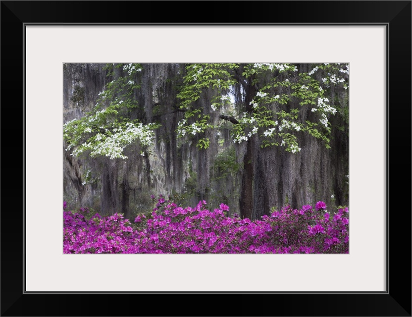 USA, North America, Georgia, Savannah.  Azaleas and dogwood bloomimg in the spring.