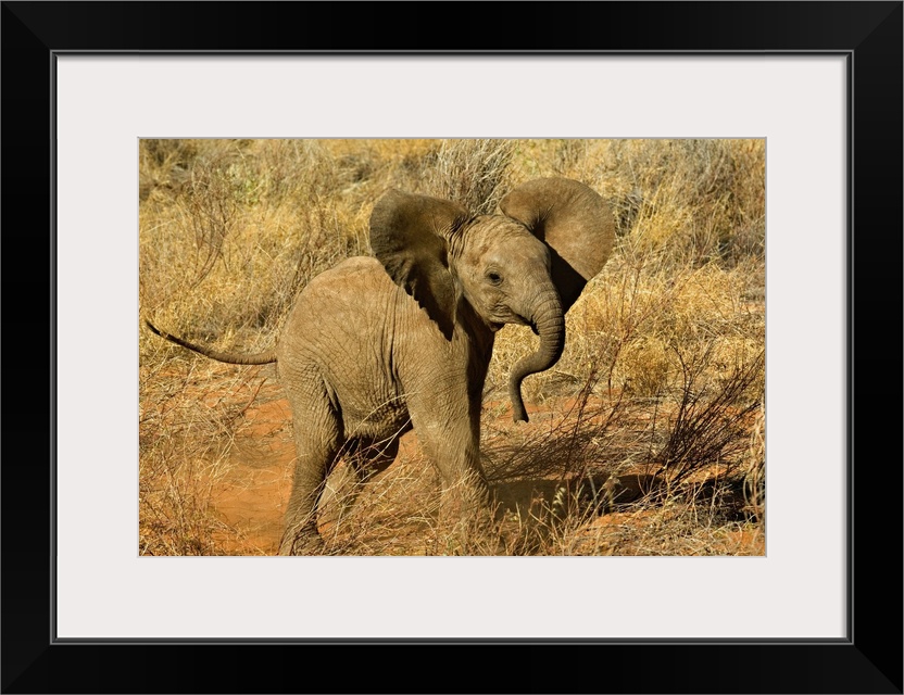 Baby African Elephant, Loxodonta Africana, Samburu Game Reserve, Kenya.