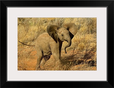 Baby African Elephant, Loxodonta Africana, Samburu Game Reserve, Kenya