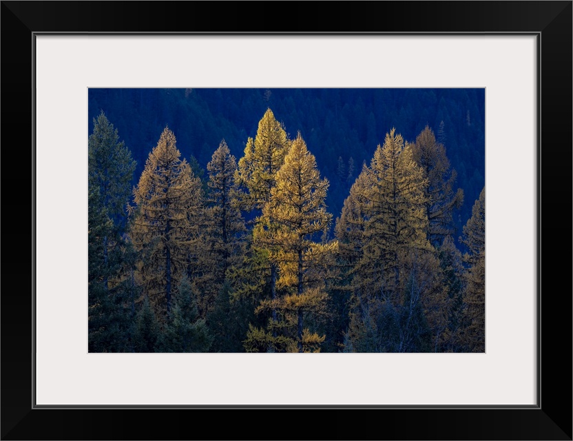 Backlit autumn larch trees in the Kootenai National Forest, Montana, USA.