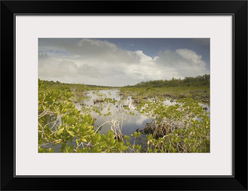 BAHAMAS-Grand Bahama Island-Eastern Side:.Lucayan National Park-.Mangrove Area by Gold Rock Beach