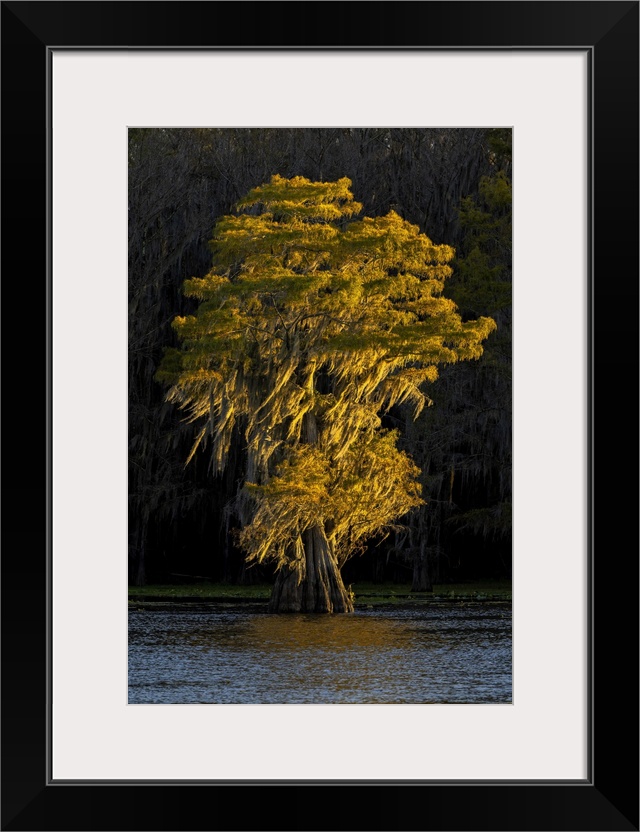 Bald cypress trees in autumn colors at sunset. Caddo Lake, Uncertain, Texas. United States, Texas.