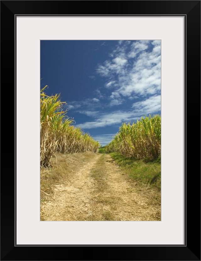 BARBADOS-North East Coast-St. Nicholas Abbey:.St. Nicholas Abbey Sugar Plantation -.Sugar Cane Fields... Walter Bibikow 2004