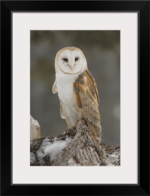 Barn Owl, Tyto Alba, Controlled Situation, Montana