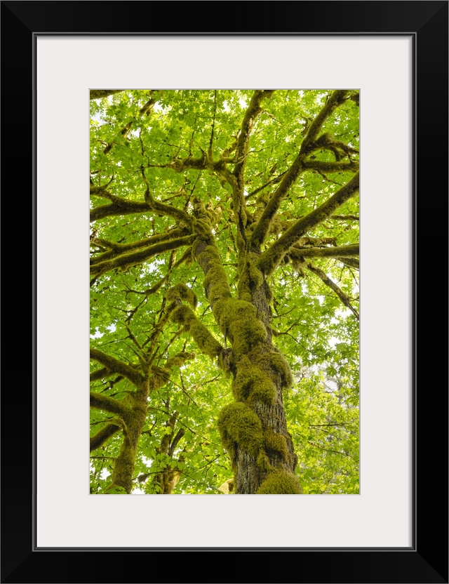 Bigleaf Maple (Acer macrophyllum) Baker River, North Cascades National Park, Washington State