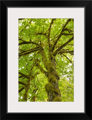 Bigleaf Maple, Baker River, North Cascades National Park, Washington State