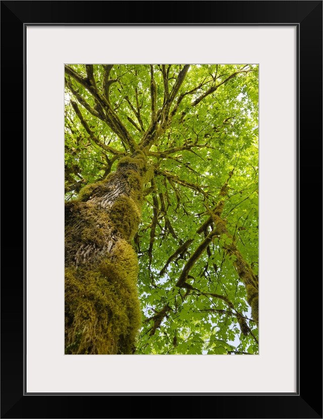 Bigleaf Maple (Acer macrophyllum) Baker River, North Cascades National Park, Washington State