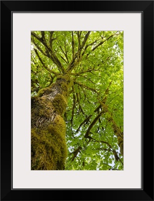 Bigleaf Maple, Baker River, North Cascades National Park, Washington State