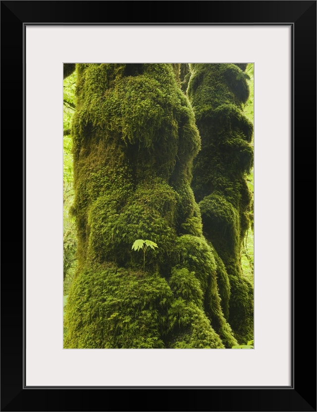 Oregon, Bigleaf Maple (Acer macrophyllum) Seedling grows on mossy trunk, Cascade Mountains.