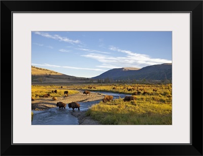 Bison herd in the Lamar Valley of Yellowstone National Park in Wyoming