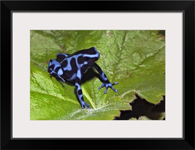 Blue and black Poison Dart Frog , native to Costa Rica