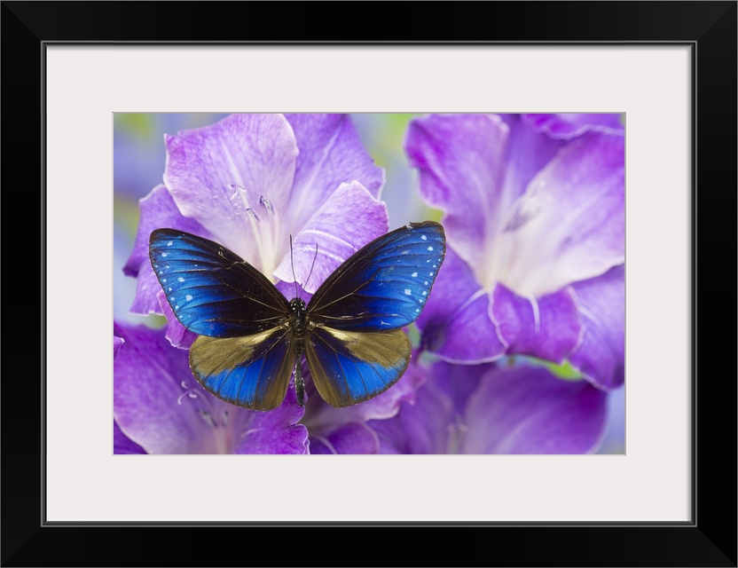 Blue Crow Butterfly, Euphoea mulciber subvisaya.