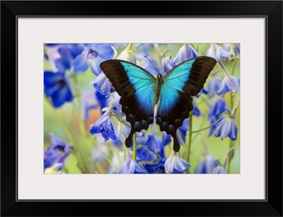 Blue Iridescence Swallowtail Butterfly, Papilio Pericles