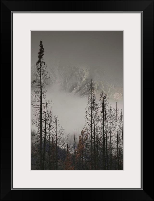 British Columbia, Kootenay National Park, First Snow on Trees by Stanley Mountain