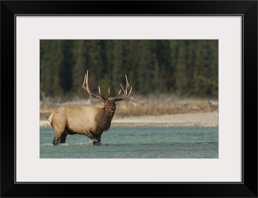 Bull elk bugling. Nature, Fauna.