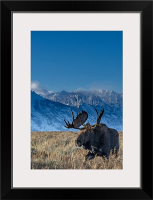 Bull Moose Portrait With Grand Teton National Park In Background, Wyoming