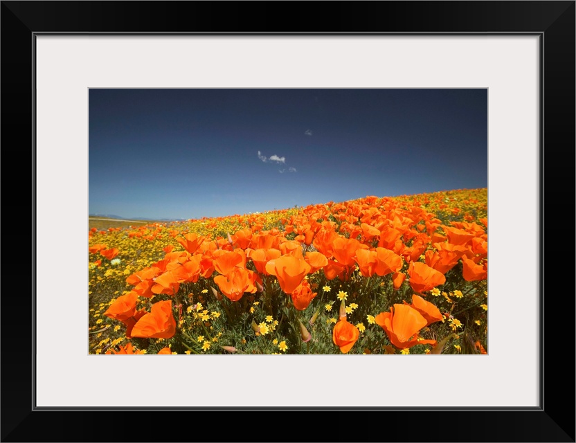 NA, USA, CA, Lancaster, CA Poppies spring bloom