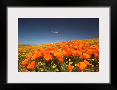 CA, Lancaster, Antelope Valley, CA Poppies spring bloom
