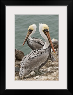 CA, Pismo Beach. Brown Pelicans on Pelican Point