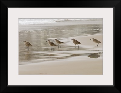 CA, Pismo Beach. Whimbrels parade early morning fog at low tide