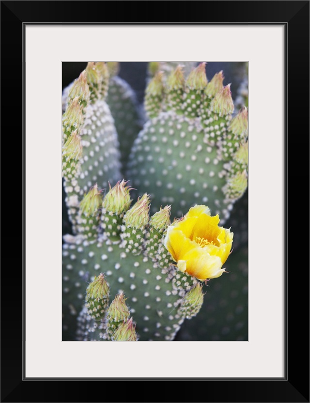 California, Anza-Borrego Desert State Park, Angel's Wings (or Bunny Ears) cactus.