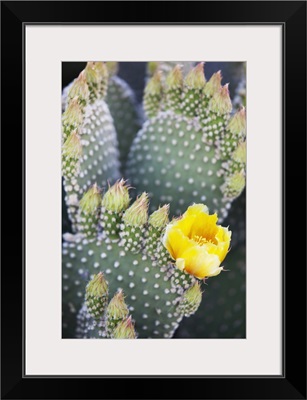 California, Anza-Borrego Desert State Park, Angel's Wings cactus