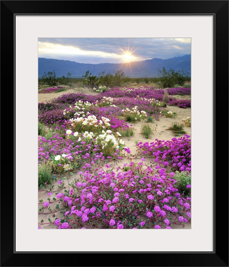 USA, California, Anza-Borrego Desert State Park. Sand verbena and dune primrose wildflowers at sunset.