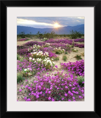 California, Anza-Borrego Desert State Park, sand verbena and dune primrose wildflowers