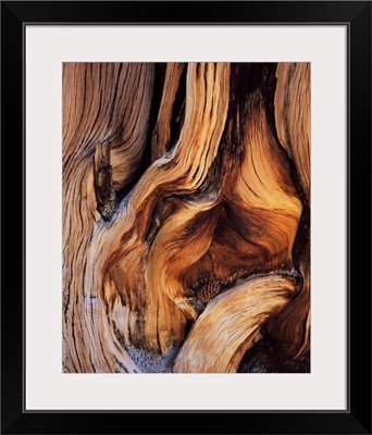 California. Bristlecone pine cone and contorted trunk of ancient bristlecone pine