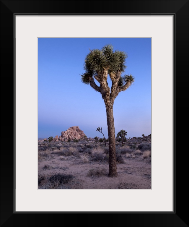 USA, California, Joshua Tree National Park, Dawn and Joshua trees