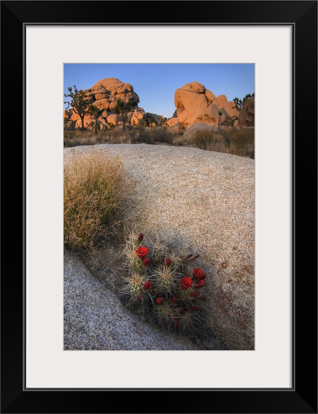 USA, California, Joshua Tree National Park. A desert cactus blooms amidst the park's rocky landscape.