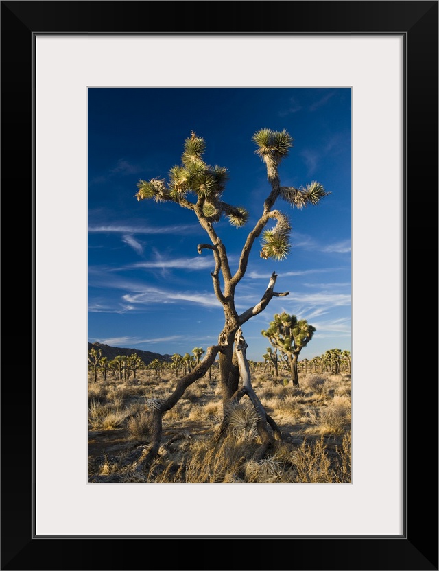 USA, California, Joshua Tree National Park. Joshua Tree, Yucca brevifolia, in Hidden Valley.