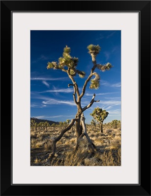 California, Joshua Tree National Park. Joshua Tree, yucca brevifolia, in Hidden Valley