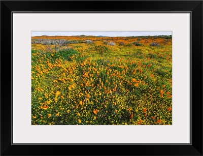 California Poppies And Goldfield, Antelope Valley, California, USA