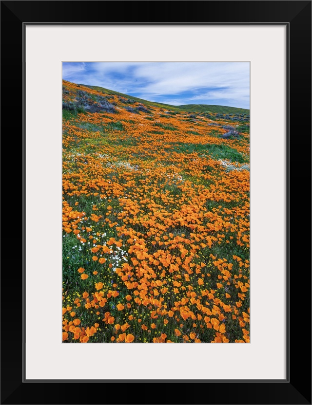 California Poppies, Antelope Valley, California, USA