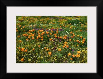 California Poppies Owl's Clover And Goldfield, Antelope Valley, California, USA